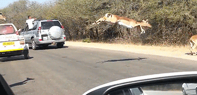Oh deer...