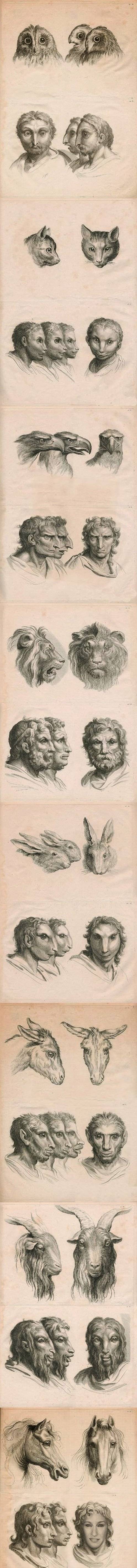 If humans evolved from different animals.