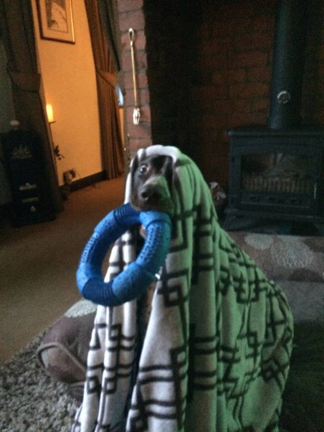 Came down stairs to see my dog like this
