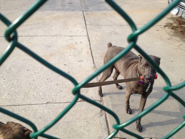 I work in a rough neighborhood this is one of our guard dogs