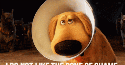Hilarious pictures of animals in the Cone of Shame