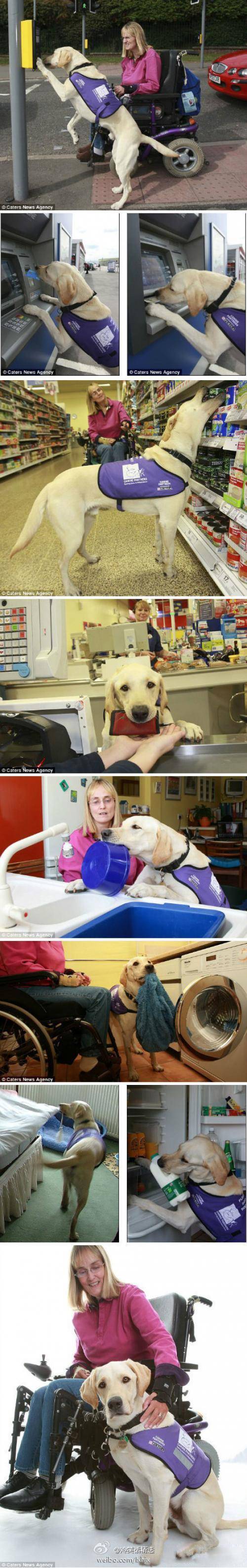 Awesome Dog