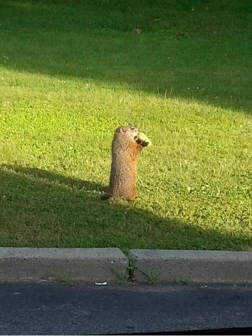 I'm told this guy shows up everyday for his free donut