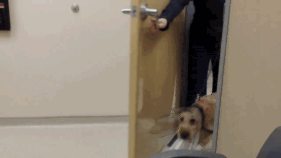 Formerly blind dog sees owners for the first time
