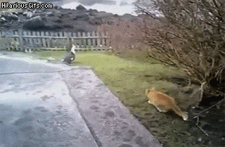 The hunter gets hunted