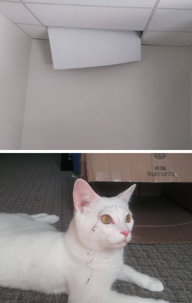 My cat just fell though my ceiling..