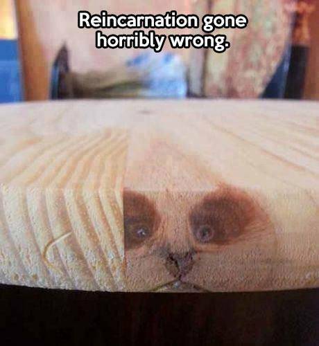 Reincarnation gone horribly wrong.