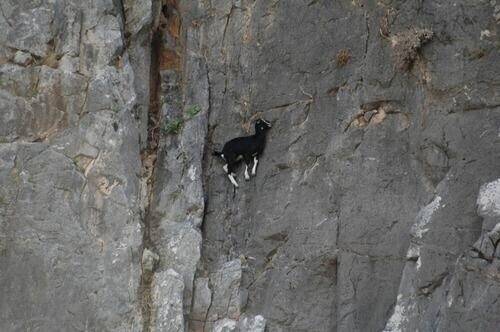 Goats are literally masters of physics. The fourth dimension is not time, it is goat