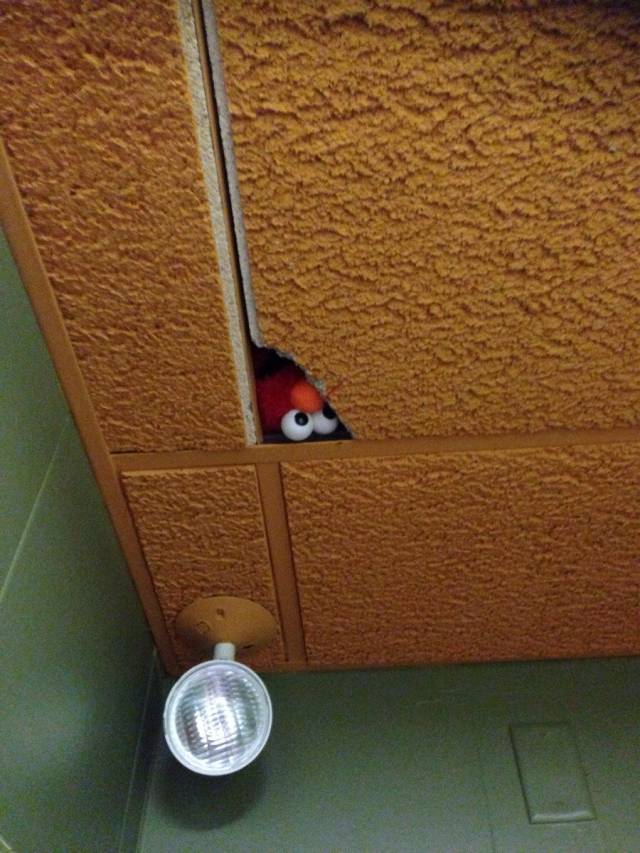 There's this Elmo doll we've been hiding at work for the past week. Found it today.