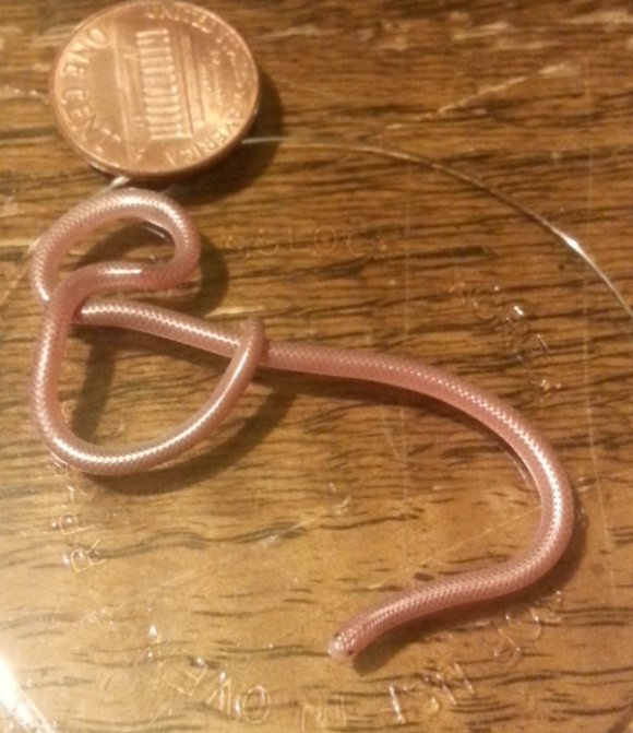 Saw this guy on our rug last night. At first I thought it was an earthworm, then noticed the scales and teeny little eyes.