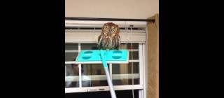 My friend found an owl in his house when he got home and became the Owl Whisperer.