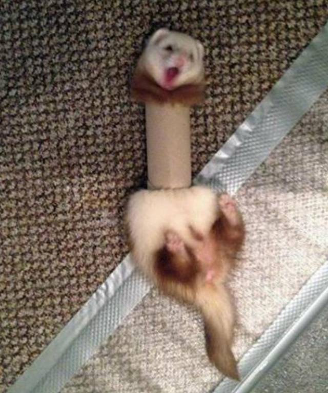 Ferret vs. Toilet Paper Roll