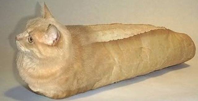 Trying to find pictures of purebred cats on google, was not dissapointed