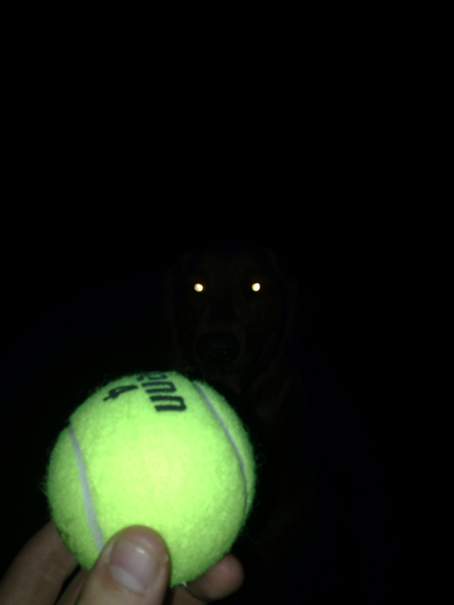 Fetch mode engaged. Target acquired