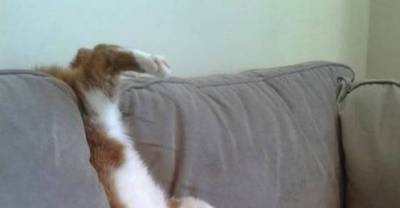 Cats Who Forget To Cat