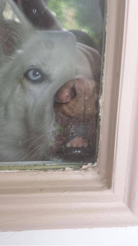 I was having a horrible day until I came home to this face in the window