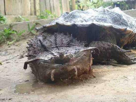 A very strange turtle species...