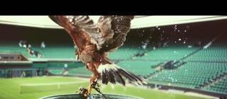 My friend’s Hawk has been protecting Wimbledon from pigeons since 2000, Stella Artois, just created this beauty of an advert for him