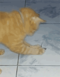 someone has gone to mice acting academy