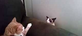 Two cats meet for the first time.