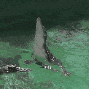 Alligator being a dolphin for a few seconds