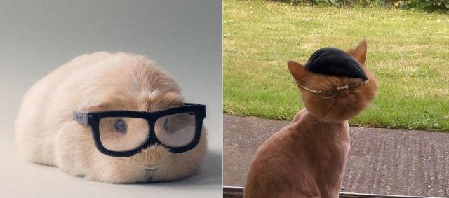 Mythbusters: Household Pet Edition