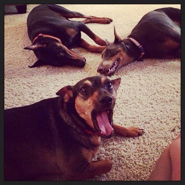 Guess which one just farted.