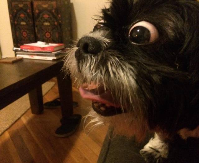 Girlfriend caught Roger just as I opened the bag of cheese balls