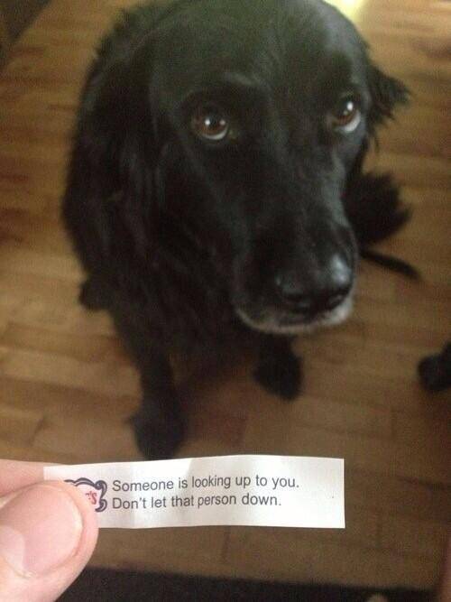 I will not let you down!