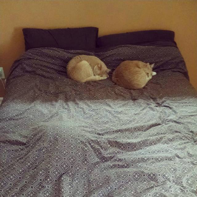 3 cats on the bed. One didn't enjoy moving to the new house.