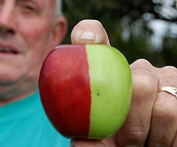 Random genetic mutation: half red golden delicious apple