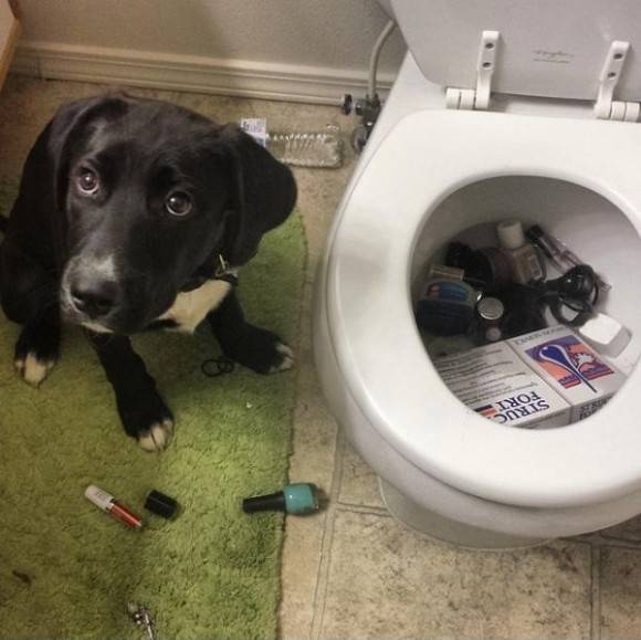 Dog, why do you do this?