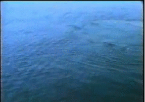 Humpback Whale Bubble Rings
