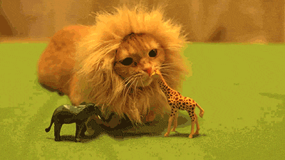 Ferocious lion attack