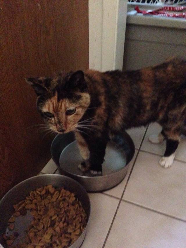This is Cali, our calico cat who passed away today. She liked to f*ck with the dogs by standing in their water bowl. Goodnight my little weirdo.