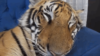 Tiger is woken up