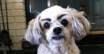 Dogs With Eyebrows That Will Make You Cry From Laughter
