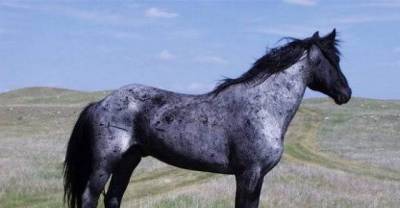 These Horses Are Most Magnificent Colors You Will Ever See