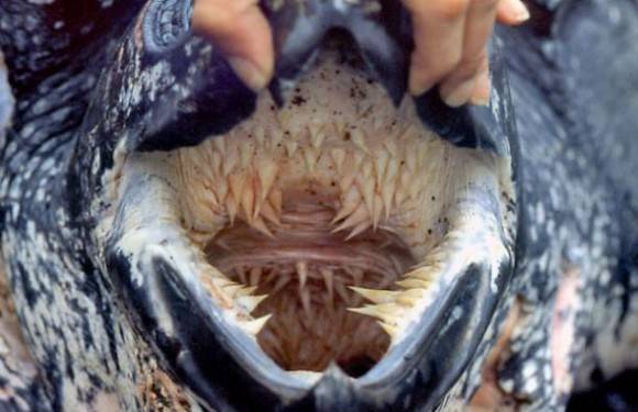 Inside the mouth of a Leatherback Sea Turtle