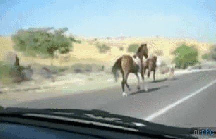 f*ck your car i’m a HORSE!