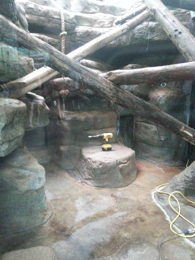 Went to the zoo today and saw a wild drill.