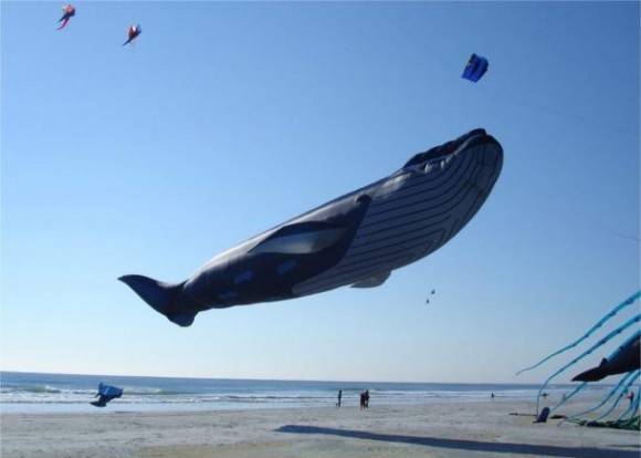 Awesome Blue Whale kite