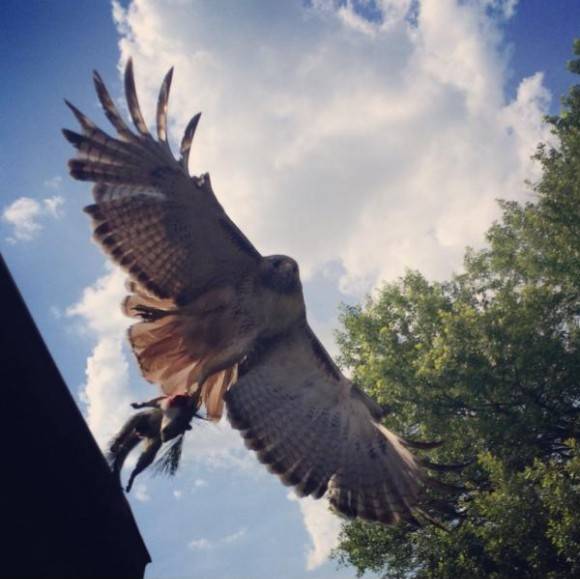 I startled him and snapped this right as he took off!
