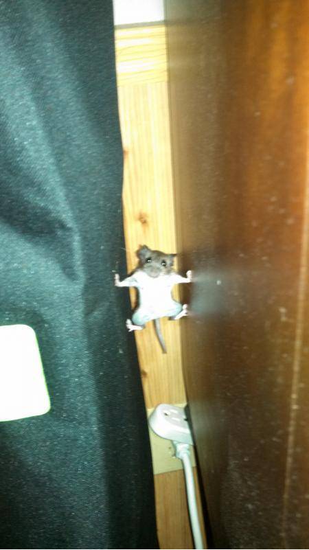 A mouse that went into Mission Impossible mode in my house last year.