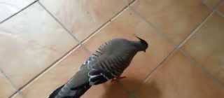 This pigeon always try to seduce me!