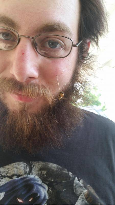 My buddy got hit in the face with a bee while on his bike today. It was hanging by the stinger left in his face.