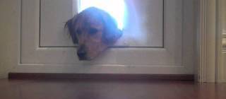Dog Guilt Tripping Owner