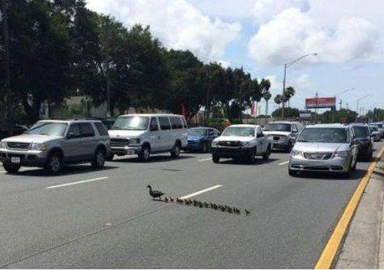 May we cross the road please?