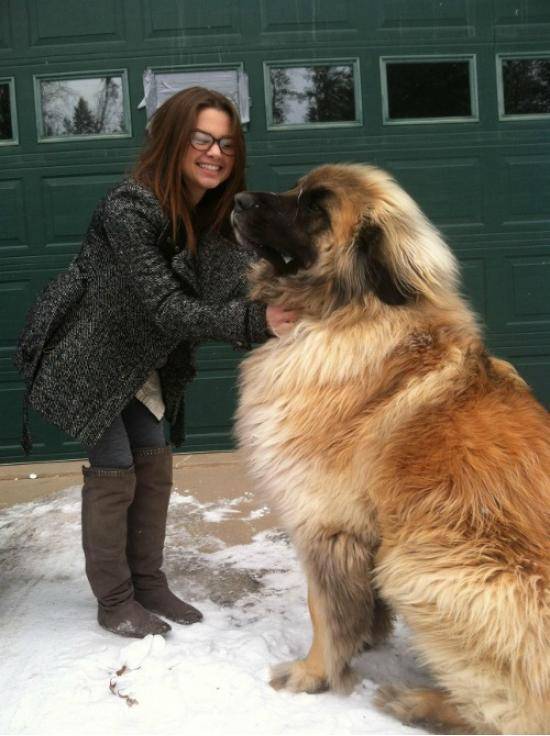 He’s a Leonberger. He bergers Leons
