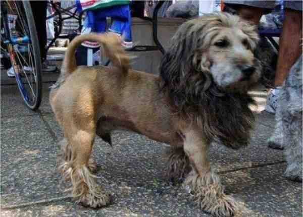 Here is my buddy's schnauzer after a trim. ok I'm lion.